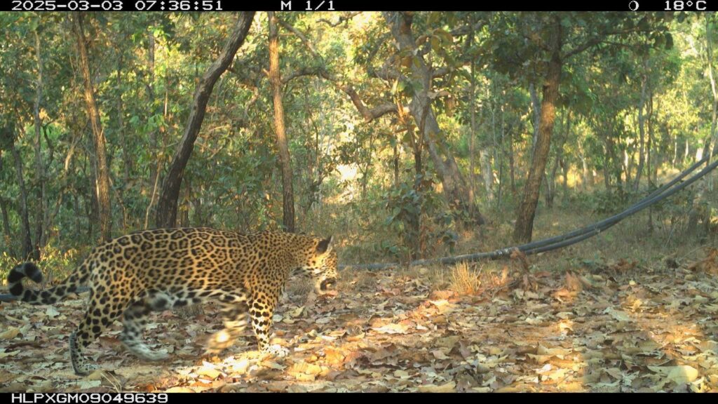 Jaguares Sierra de Chilpancingo