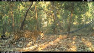 Jaguares Sierra de Chilpancingo