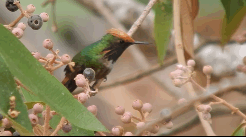 En peligro de extinción la colibrí coqueta de Atoyac, especie endémica de Guerrero